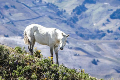 ANDES DE ECUADOR