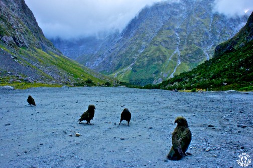 WATP - NZ - OTAGO,FIORLAND & SOUTHLAND 8